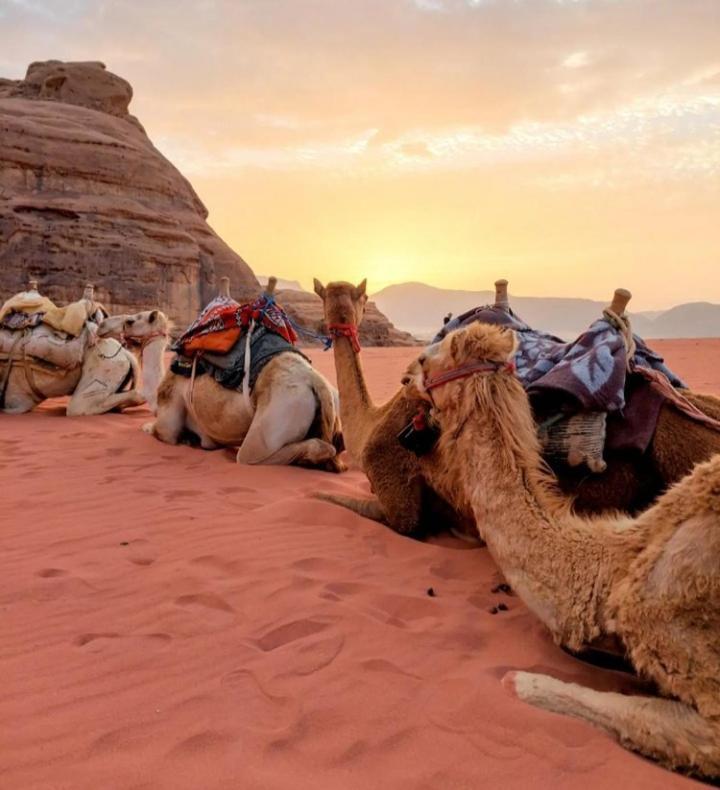 Wadi Rum Nature Екстер'єр фото