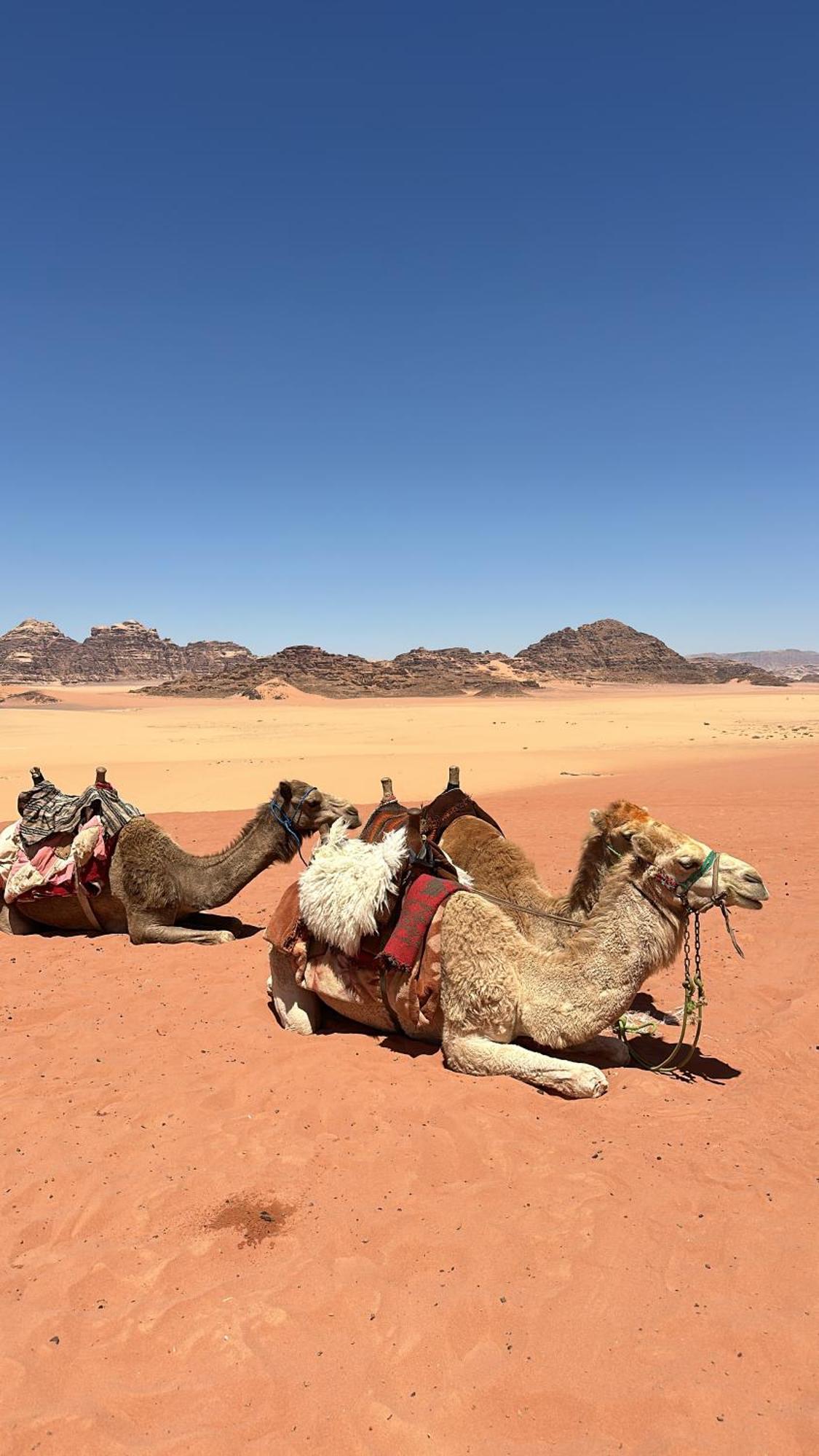 Wadi Rum Nature Екстер'єр фото