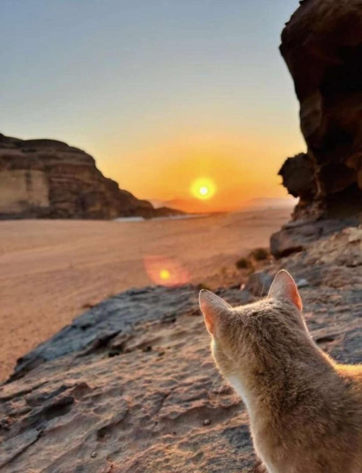Wadi Rum Nature Екстер'єр фото